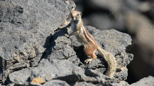 barbary ground squirrel watch Atlantoxerus getulus 11112
