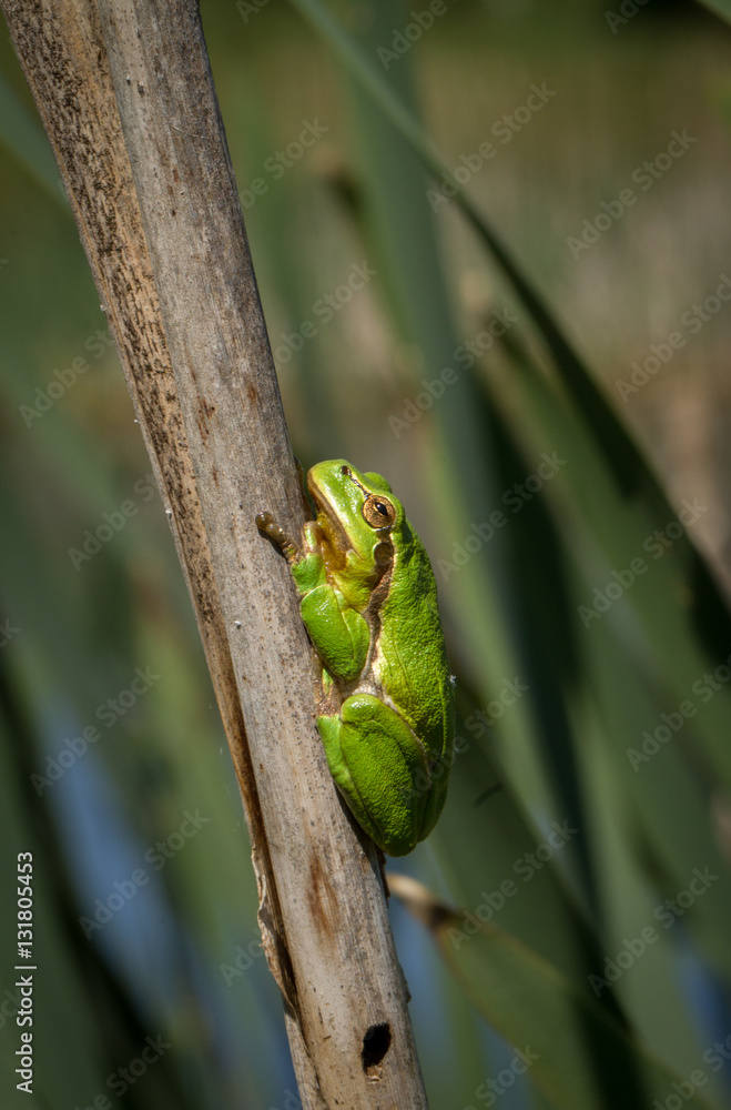 Tree frog on a stick Tree frog on a stick
