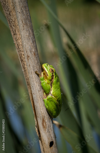 Tree frog on a stick