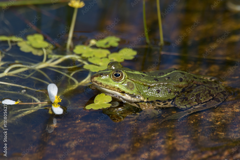 Frog sitting in a shallow pond with flowers and leafs Frog sitting in a shallow pond with flowers and leafs