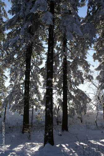 eingeschneite Bäume
