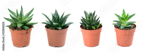 Aloe vera in a pot isolated on white