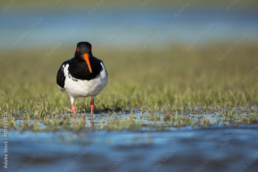 Oystercatcher Oystercatcher
