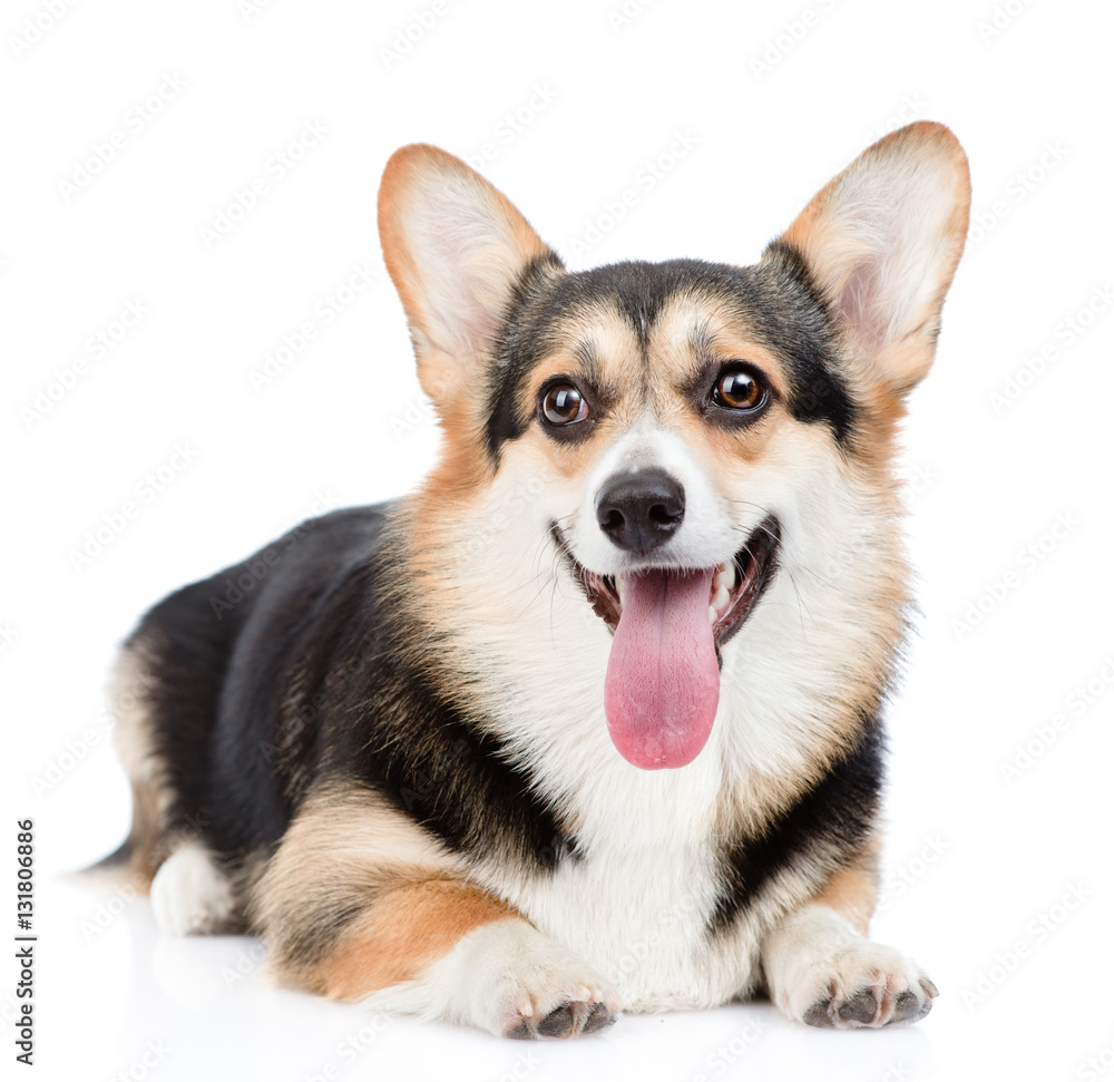 Pembroke Welsh Corgi lying with open mouth. isolated on white Pembroke Welsh Corgi lying with open mouth. isolated on white