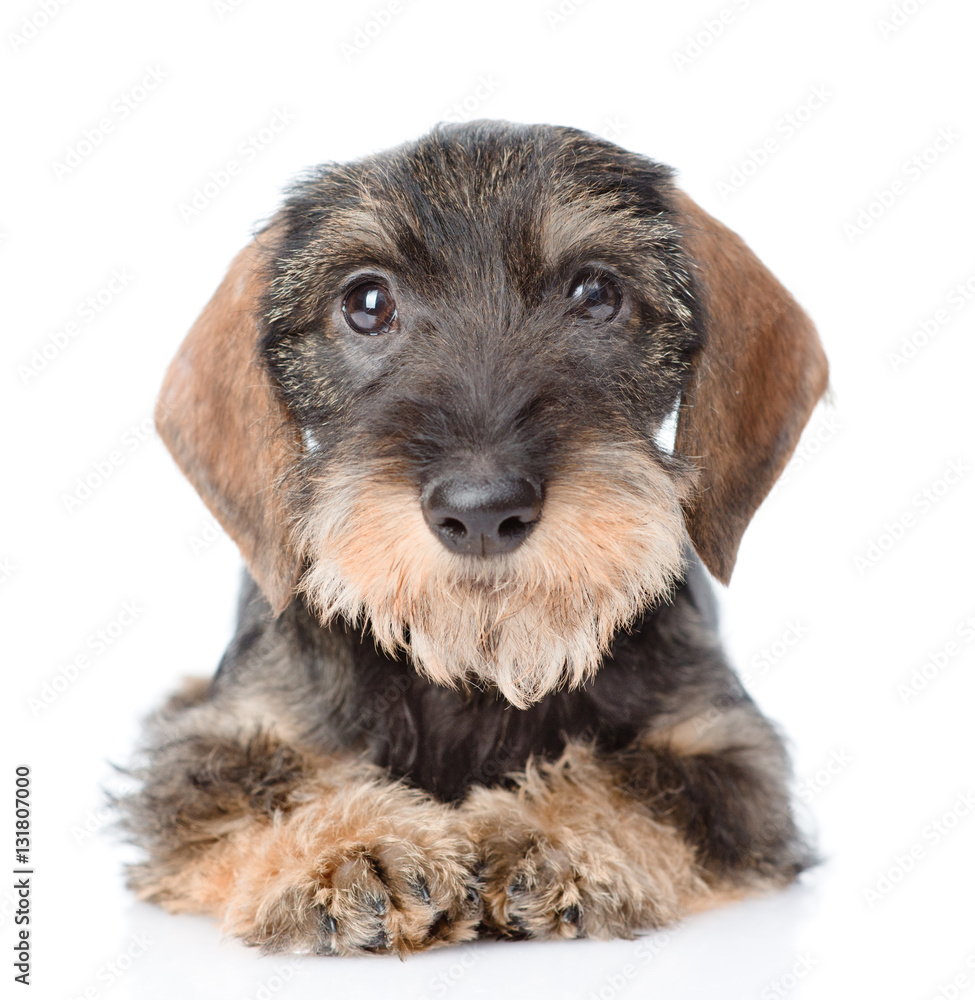 Standard wirehaired dachshund puppy lying in front view. isolated on white