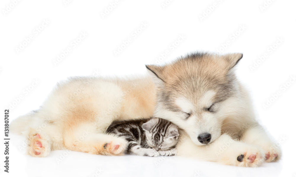 Fototapeta premium kitten and puppy sleeping together. isolated on white background