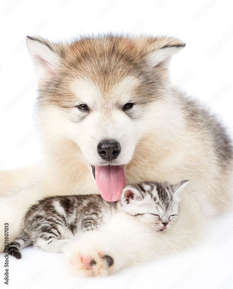 Puppy guarding a sleeping kitten. isolated on white background