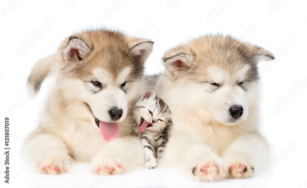 Obraz premium Two Alaskan malamute puppies lying with tiny kitten. isolated on white