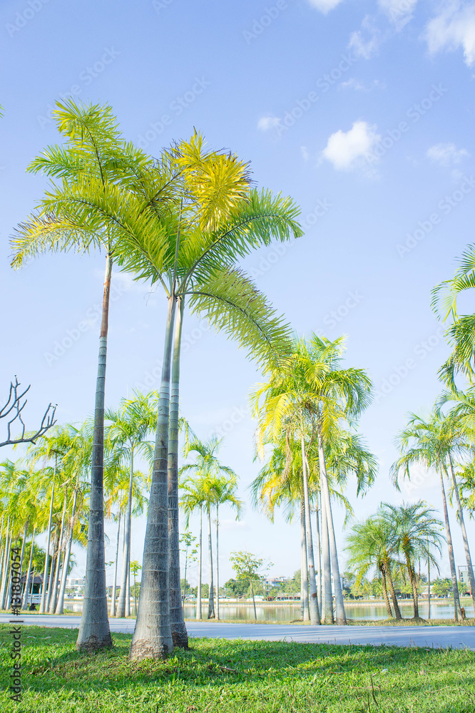 Obraz premium location Palm trees in the park , outdoor with blue sky