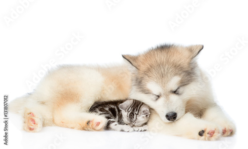 kitten and puppy sleeping together. isolated on white background