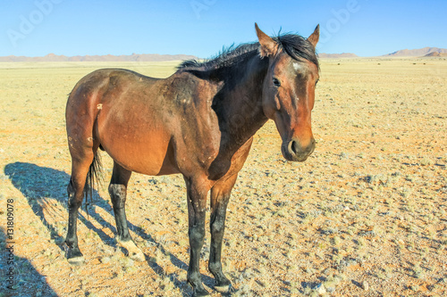 Side view of a brown horse stood in the landscape of the Namibian savannah, Africa.