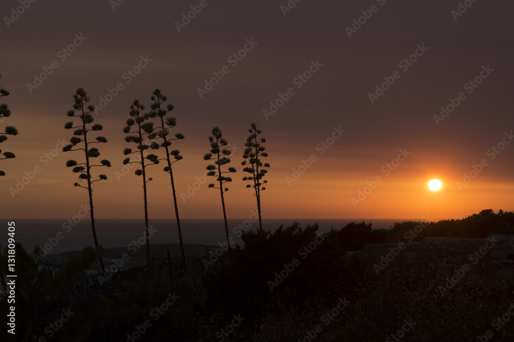 Fototapeta premium Century plant or Maguey (Agave americana)