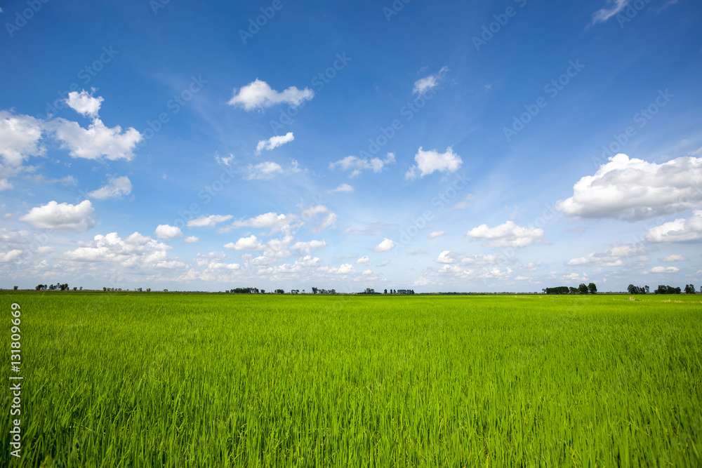 Rice field green grass blue sky cloud cloudy landscape Rice field green grass blue sky cloud cloudy landscape