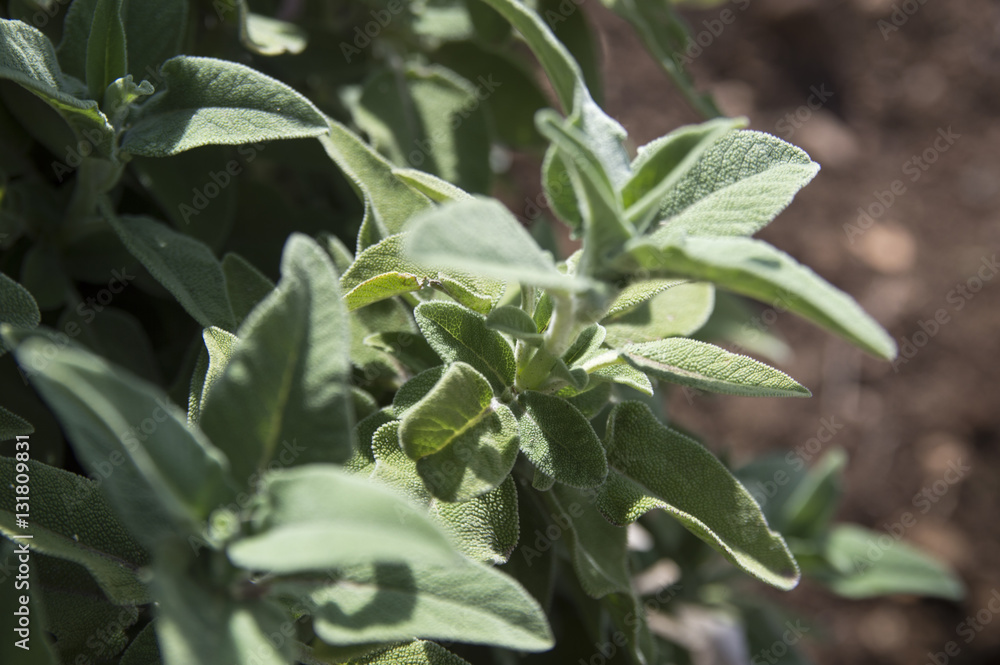 Obraz premium Greek-Dalmatian Sage (Salvia Fruticosa)