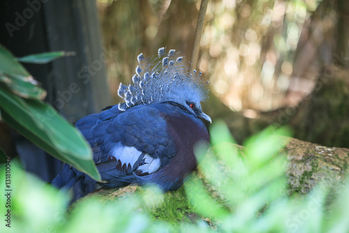 Goura or Crowned pigeon in Loro park, Tenerife, Spain