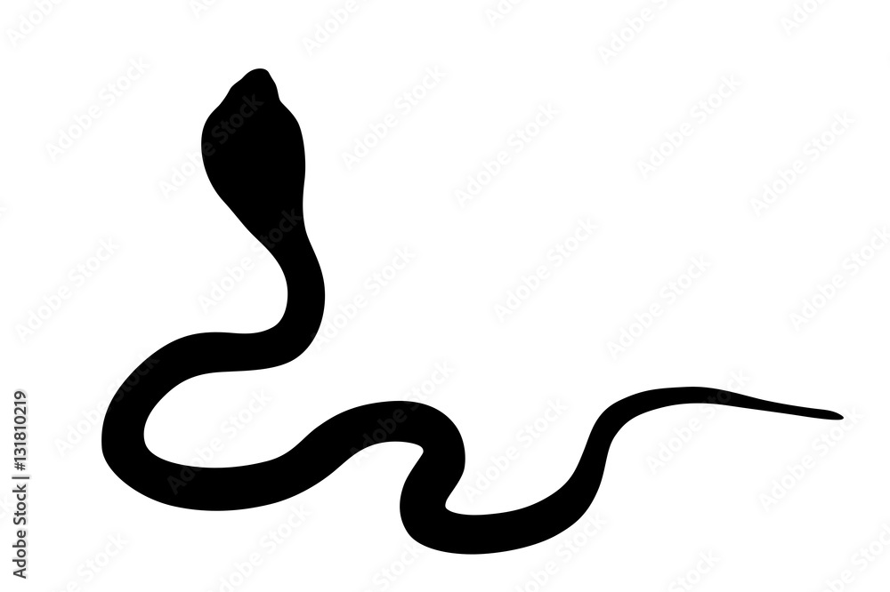 Fototapeta premium Illustration of black backlight King Cobra isolated on white background, backside