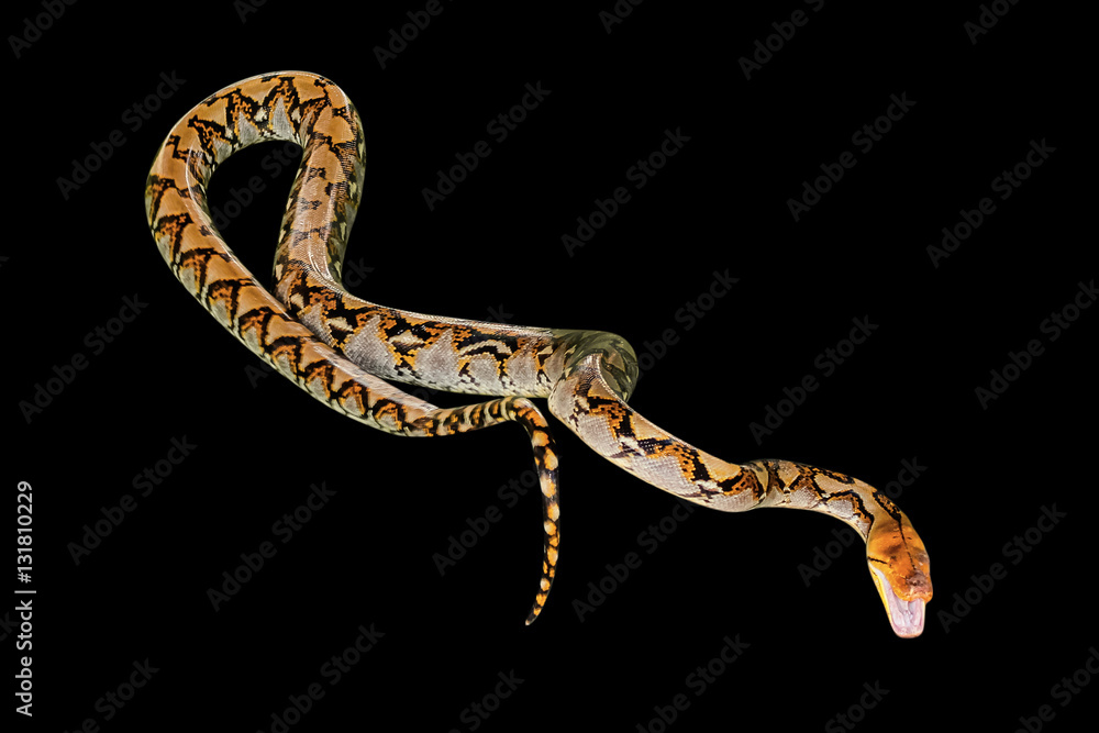 Reticulated Python snake Pythonidae Reticulatus, isolated on black background. copy space. Reticulated Python snake Pythonidae Reticulatus, isolated on black background. copy space.