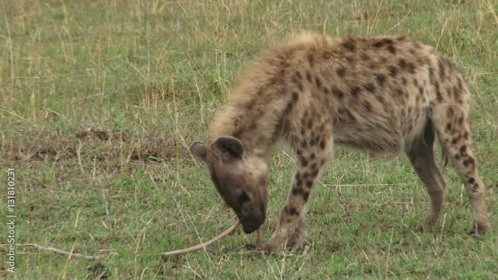 hyena eating the intestines of a wildebeest in the bush