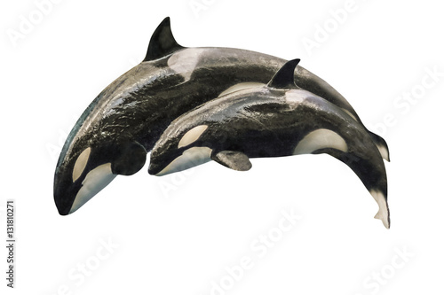 A killer whale mother, Orcinus Orca, with a baby orca, jumping together. Isolated on white background.