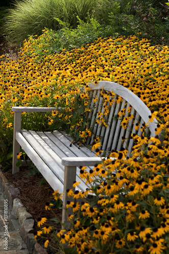 Wooden bench surrounded by black eyed susans