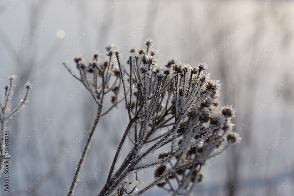 Frozen grass on winter Frozen grass on winter