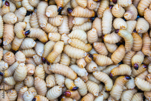 Palm weevil larvae are a source of protein and iron edible insects
