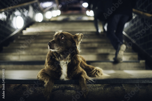 Hund auf U Bahn Treppe