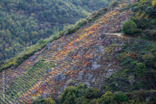 Rocky slopes dedicated to the cultivation of the grapevine