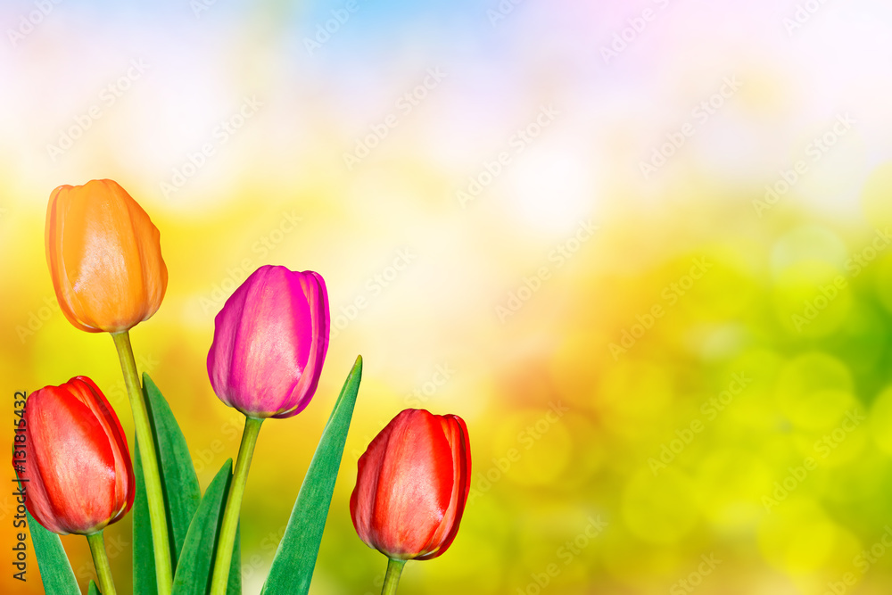 Bright and colorful flowers tulips Bright and colorful flowers tulips