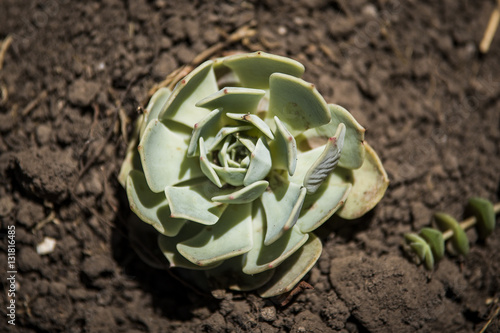 succulent