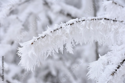 Frost on branches. Beautiful winter seasonal natural background.