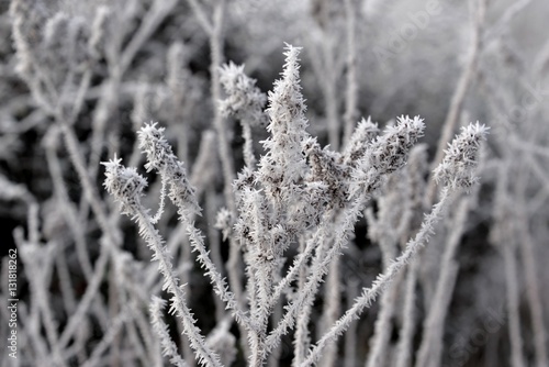 Hivers © Poiseau Philippe