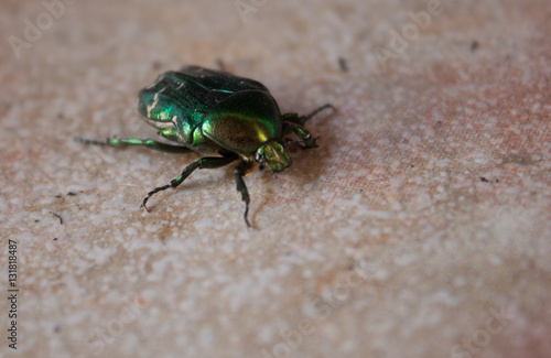 Colorful bug on a floor in Croatia
