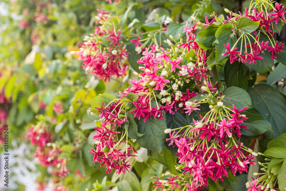 Quisqualis indica also known as the Chinese honeysuckle, Rangoon