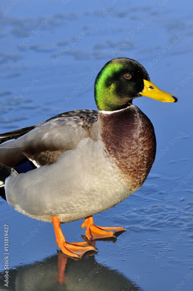 Obraz premium Canard Colvert, mâle