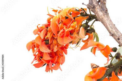 Flame of the forest(Butea monosperma O.Ktze, Leguminosae-Papilio