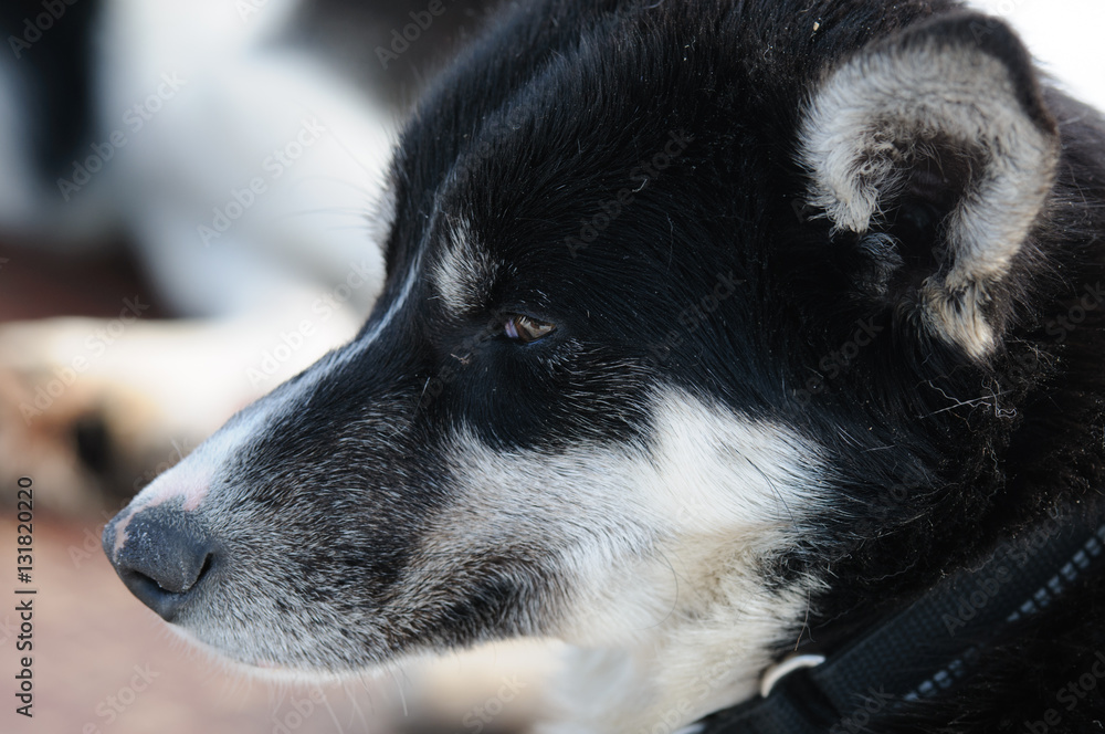 Portrait of husky dog, Tromso, Norway