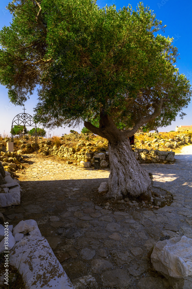 Alter Grüner Olivenbaum in der Sonne Griechenland