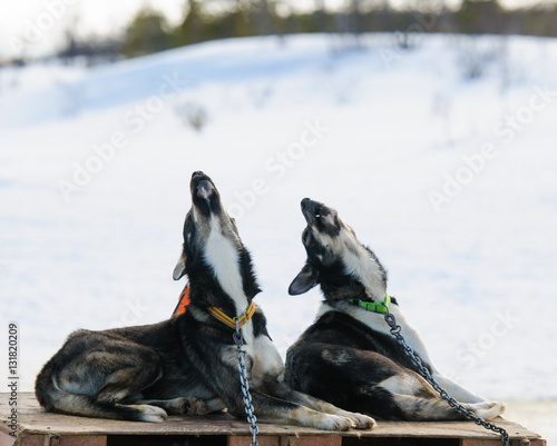 Husky dogs in Norway