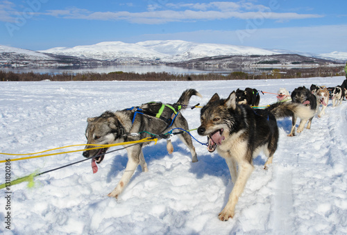 sledding with husky dogs in lNorway