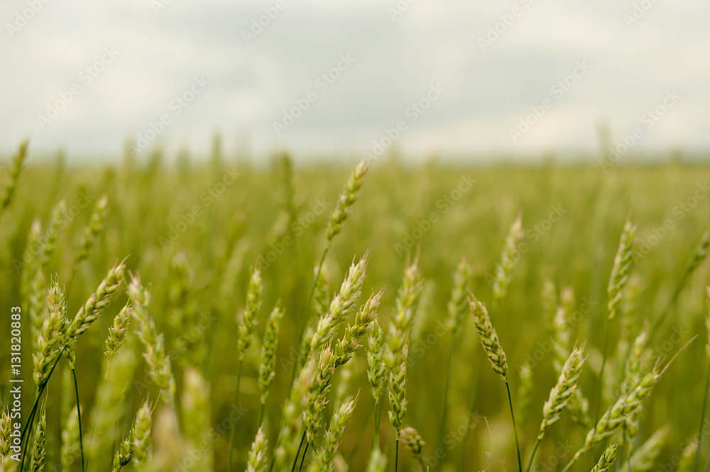 green ears of wheat in a field crop green ears of wheat in a field crop