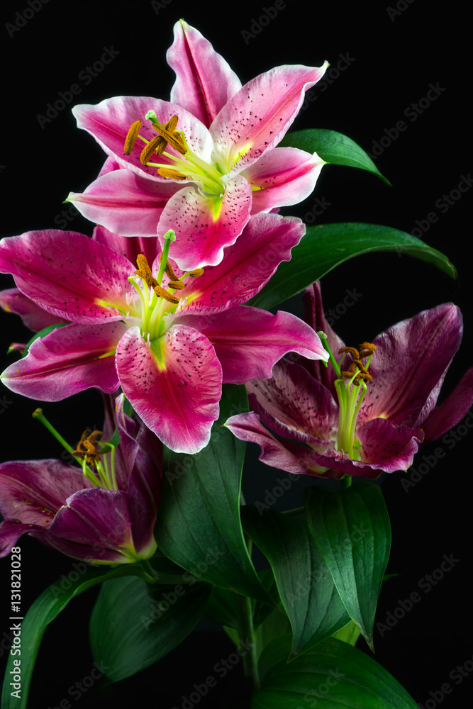 Dream of lilies Dream of lilies