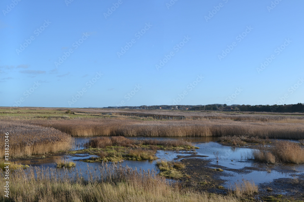 marsh land 