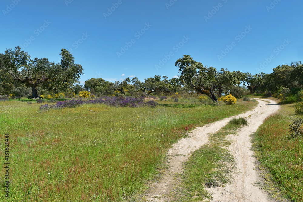 Fototapeta premium Spring on the Via de Plata