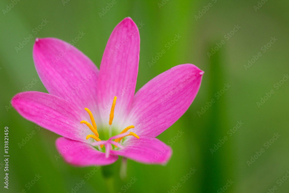 purple rain lily flower