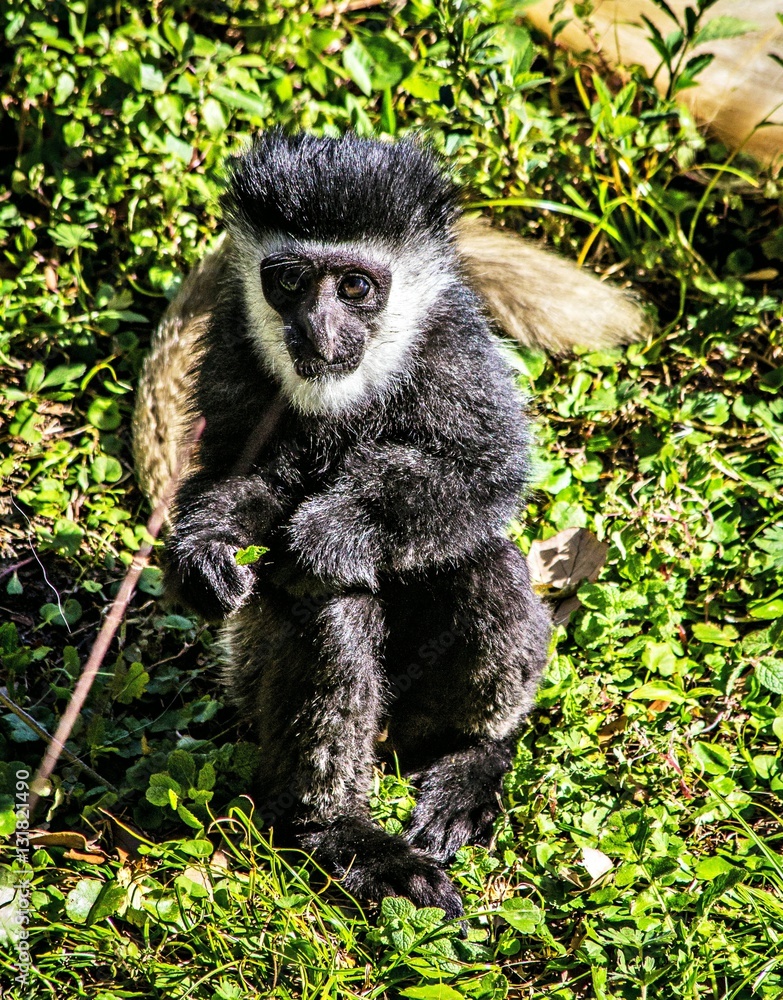 Obraz premium Colobus monkey baby