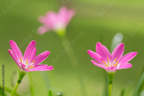 purple rain lily flower