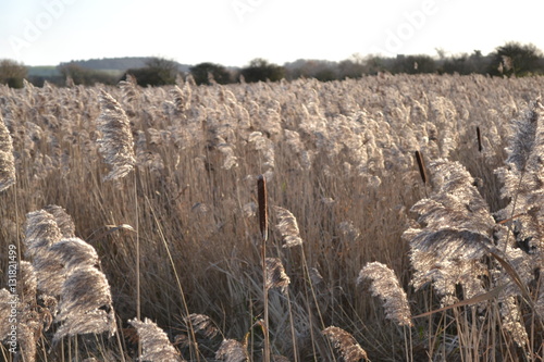 wheat field 