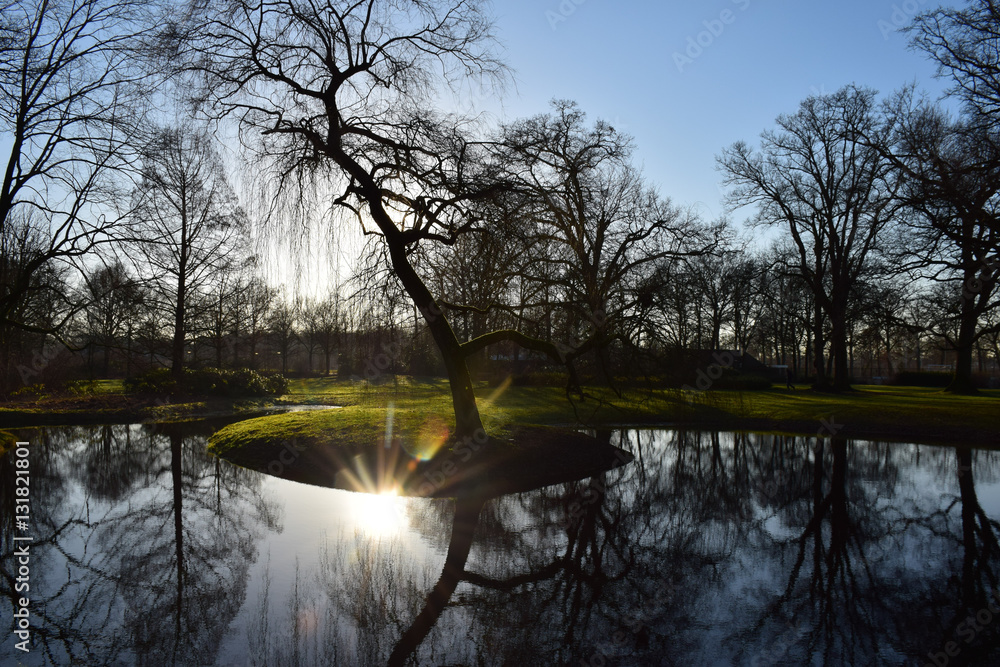 reflecting the sun in the water under a leafless tree