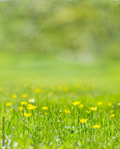Buttercups in a grassy field